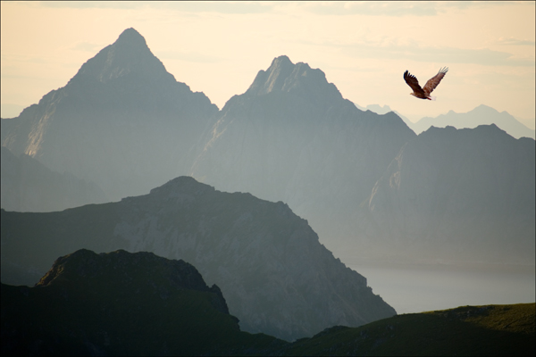 White Tailed Eagle over the peaks of Lofoten -  2017 - Gary Waidson - Ravenlore