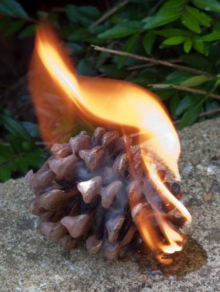 Pine Cone Fire Lighter -   Gary Waidson - Ravenlore Bushcraft and Wilderness skills.