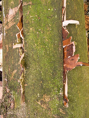 Fire Log prepared and stuffed with kindling.